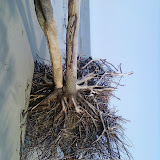 Hunting Island