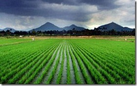 Rice-Field