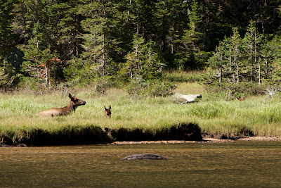 Elk at Jewel Lake