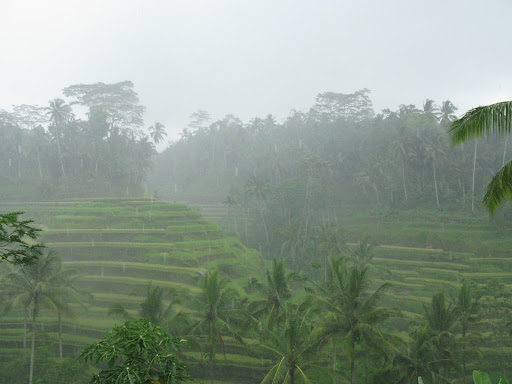 rice and rain, rain and rice
