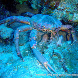 02-10-10 - PM Dive