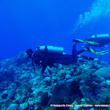 02-10-10 - Northwest Point, Anglefish