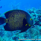 03-02-10 - Dreamweaver, Lemon Reef