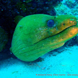 07-07-10 - AM Dive - Tarpon Alley, Princess Penny's Pinnacle