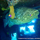 07-12-10 - AM Dive - Orange Canyon, Oro Verde