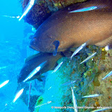 07-15-10 - PM Dives - Great House Wall, Oro Verde