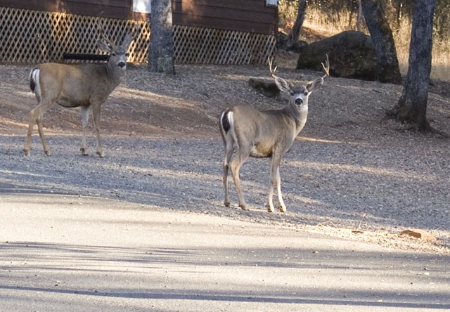 [Deer at Lake of the Springs TT 10-2-10[2].jpg]