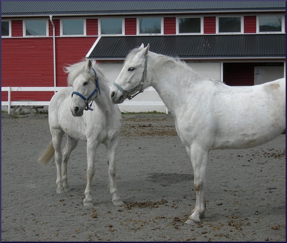 [white horses1[6].jpg]