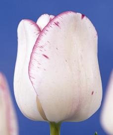 [Tulipan-Shirley-10-stk-NY_full_plant[4].jpg]
