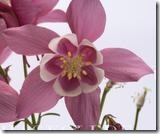 Akelie-Spring-Magic-Rose-and-White_full_plant