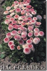 Tusenfryd-Tasso-Strawberries-Cream_full_plant