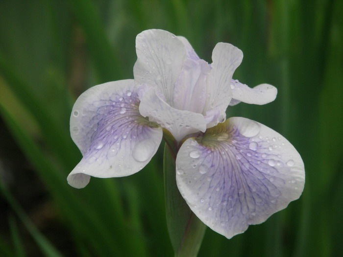 [Iris Lavender Stiples[4].jpg]