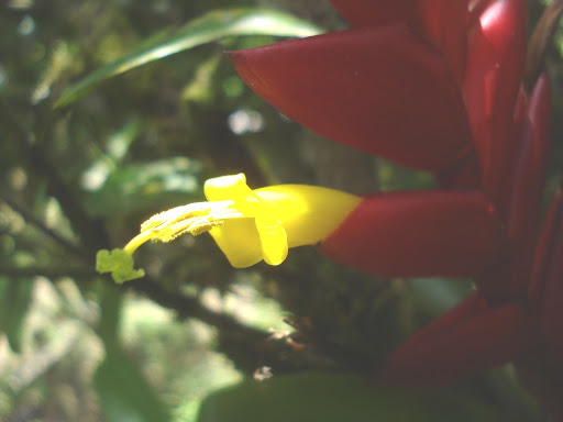 seperation of tridax procumbens