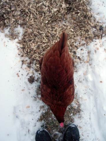 [chicken01[2].jpg]
