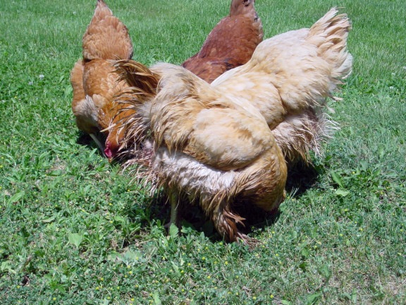[Washed Chicken Butts[8].jpg]