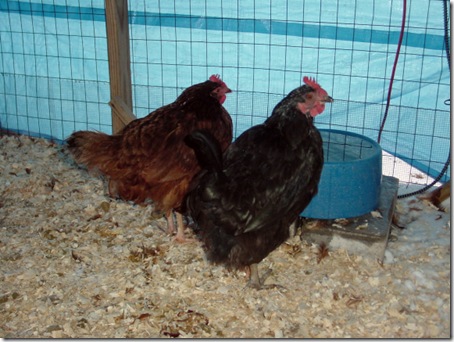 Rhode Island Red and Black Star