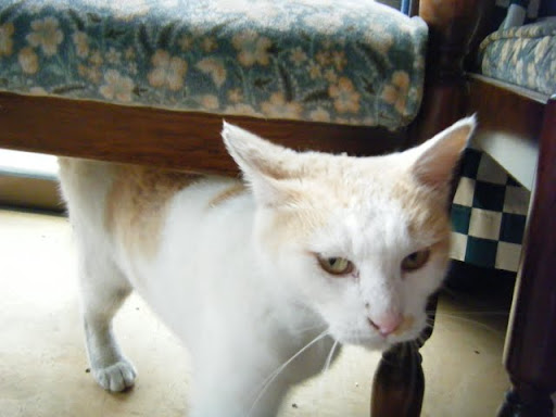 http://lh3.ggpht.com/_ogqP-NvBGAQ/TM1BgodX4rI/AAAAAAAAAqU/Gn5fseI9Xz0/DSCF8202.JPG