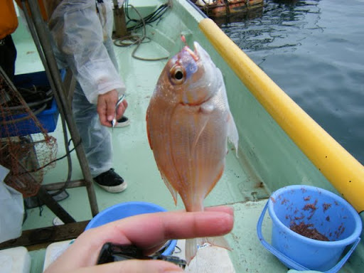 http://lh3.ggpht.com/_ogqP-NvBGAQ/TMVbtJoh8NI/AAAAAAAAAnk/GoXEhhDxo0U/DSCF8177.JPG