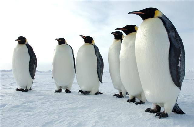 [emperor-penguins[9].jpg]