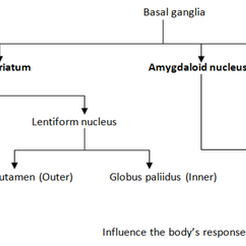 The reticular formation,limbic system and basal ganglia I