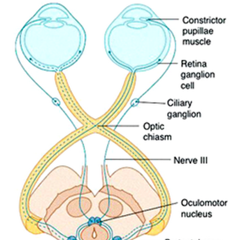 Optic nerve