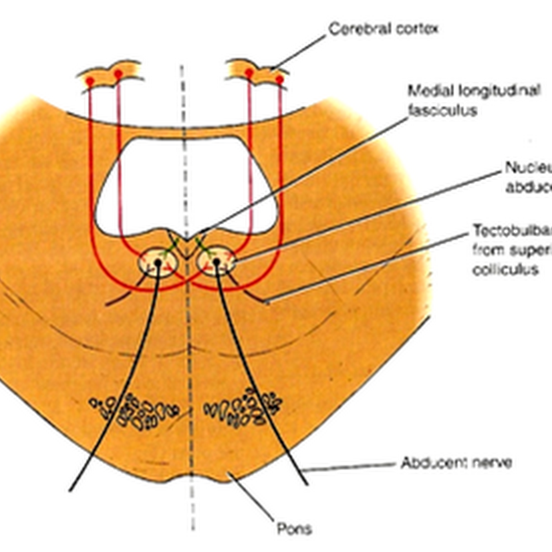 Abducent nerve
