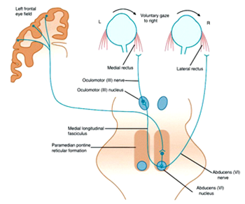Abducent nerve Abducent nerve