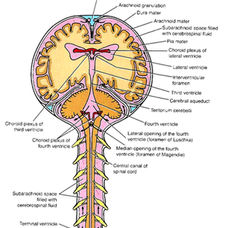 The ventricular system