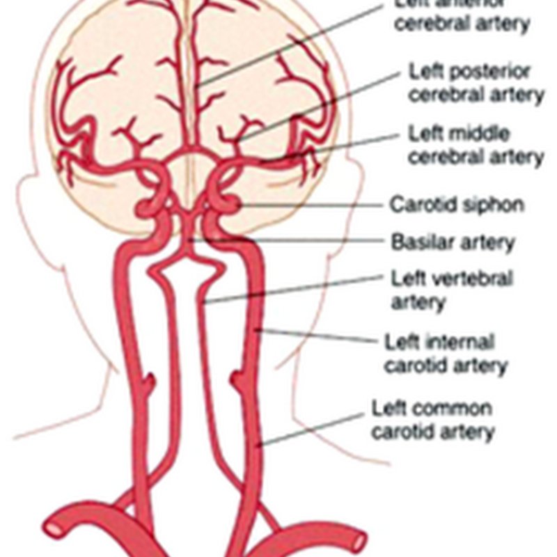 The cerebrum II