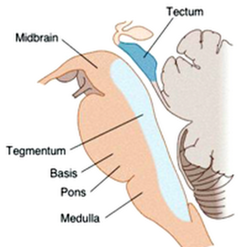 Brain Stem
