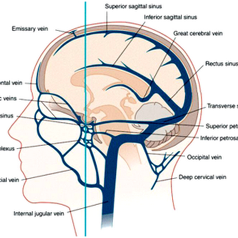 The cerebrum III