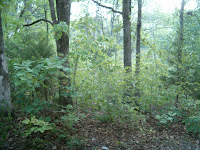 Reunion2006 023.jpg