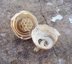 wasps nest