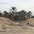 Commune de Bordj Ben Azzouz (Biskra) Virée au royaume de Deglet Nour