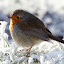 winterpuffball Iarna nu vrea sa plece ( Galerie Foto )