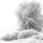 onwinter Iarna nu vrea sa plece ( Galerie Foto )