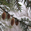 awinterbokeh Iarna nu vrea sa plece ( Galerie Foto )