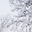 snowbypalnk Iarna nu vrea sa plece ( Galerie Foto )