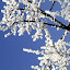 winterinbloom Iarna nu vrea sa plece ( Galerie Foto )
