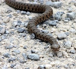 [260px-ViperaAspis_1469AE[7].jpg]