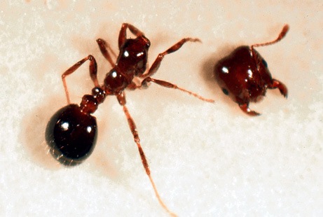 [090515-02-fire-ant-parasite-attack_big[4].jpg]