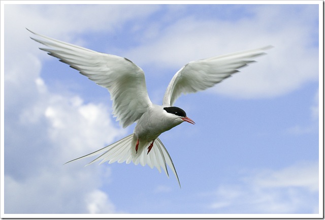 Farne-491
