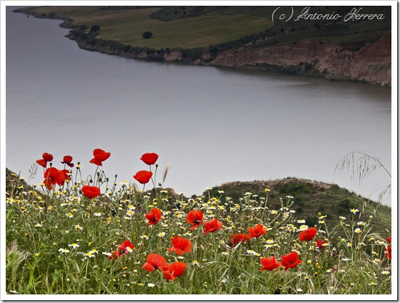 Amapolas y embalse de Castrejón.