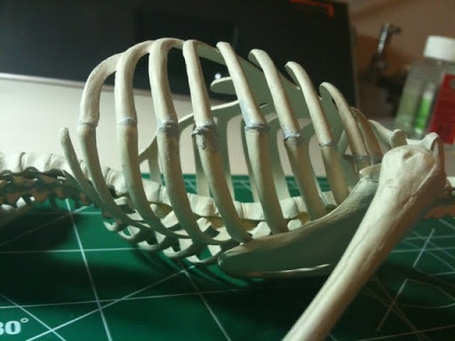 Side%20skeletong,%20pre-sanded.jpg
