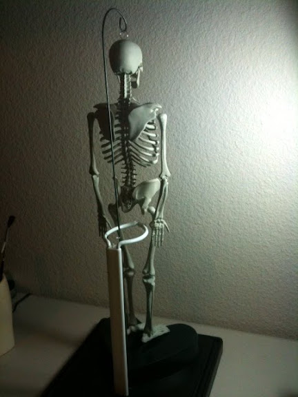 BackViewSkeleton.JPG