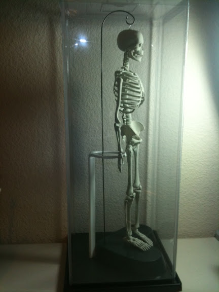 InCaseSkeleton.JPG