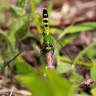 Eastern Pondhawk