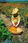 Andrew and eric picking calendula-1.jpg