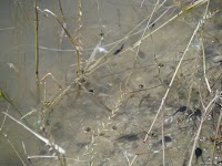 DSCF0720.JPG