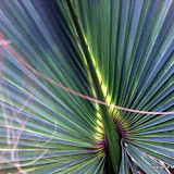 Palm Texture, K.M. Newton, 2007